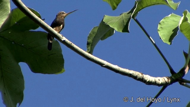 Brown Jacamar - ML201321451