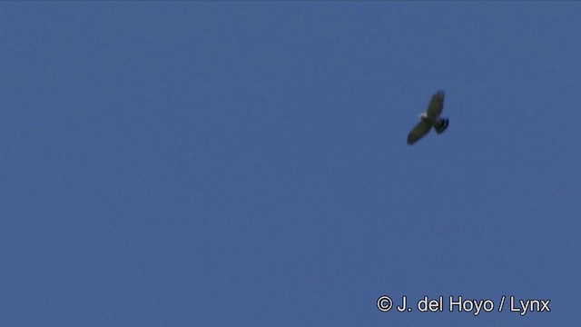 Silberbussard - ML201321491