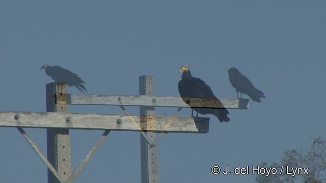 Greater Yellow-headed Vulture - ML201321511