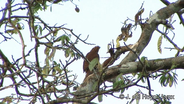 Dalgalı Ağaçkakan [undatus grubu] - ML201321541