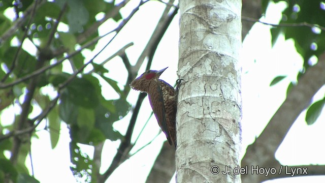 Waved Woodpecker (Waved) - ML201321551