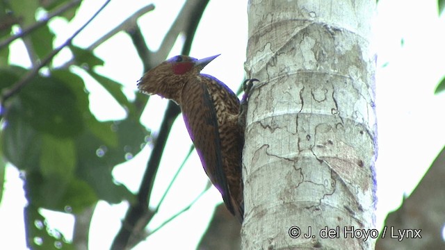 Waved Woodpecker (Waved) - ML201321561