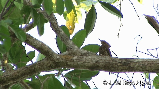 Dalgalı Ağaçkakan [undatus grubu] - ML201321571