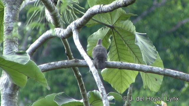 Plumbeous Pigeon - ML201321661