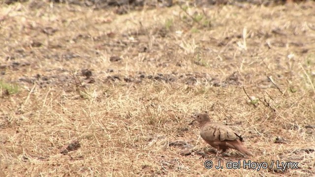 Ruddy Ground Dove - ML201321671