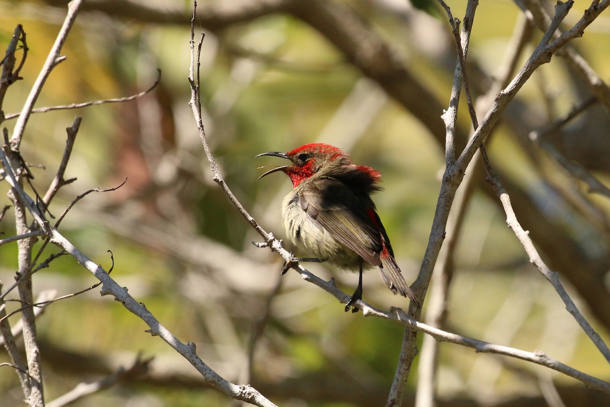 Cardinal Myzomela - Tommy Pedersen