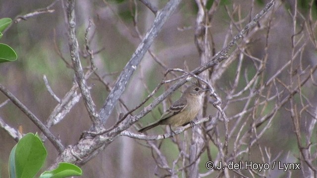 Plain-crested Elaenia - ML201321791