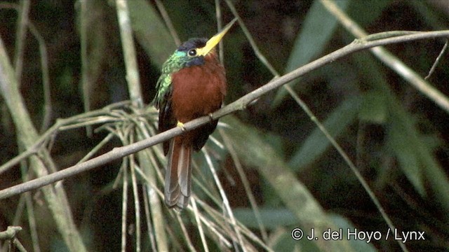 Blue-cheeked Jacamar - ML201321801