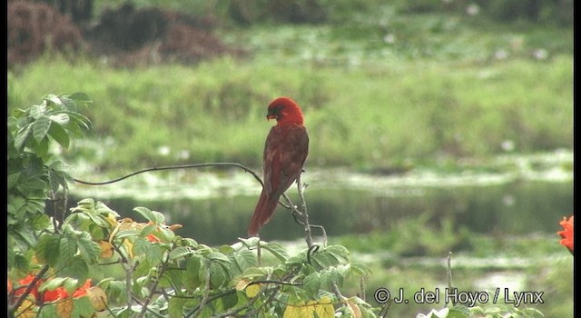 ベニインコ - ML201321881