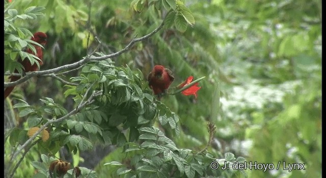 Cardinal Lory - ML201321891