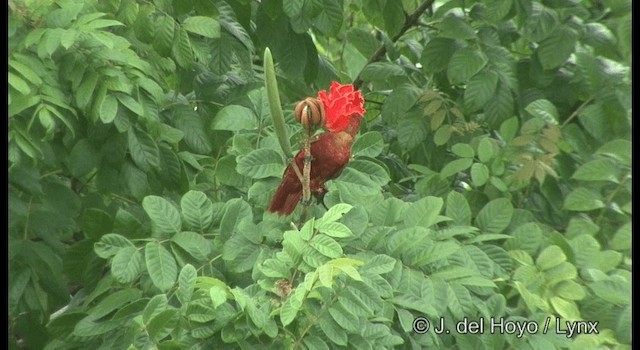 Cardinal Lory - ML201321901