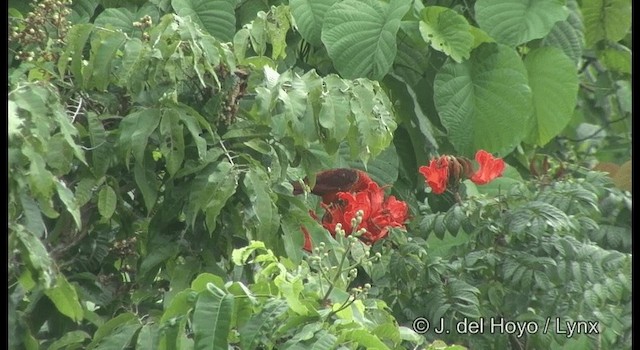 Cardinal Lory - ML201321911