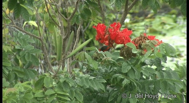 Yellow-bibbed Lory - ML201321951