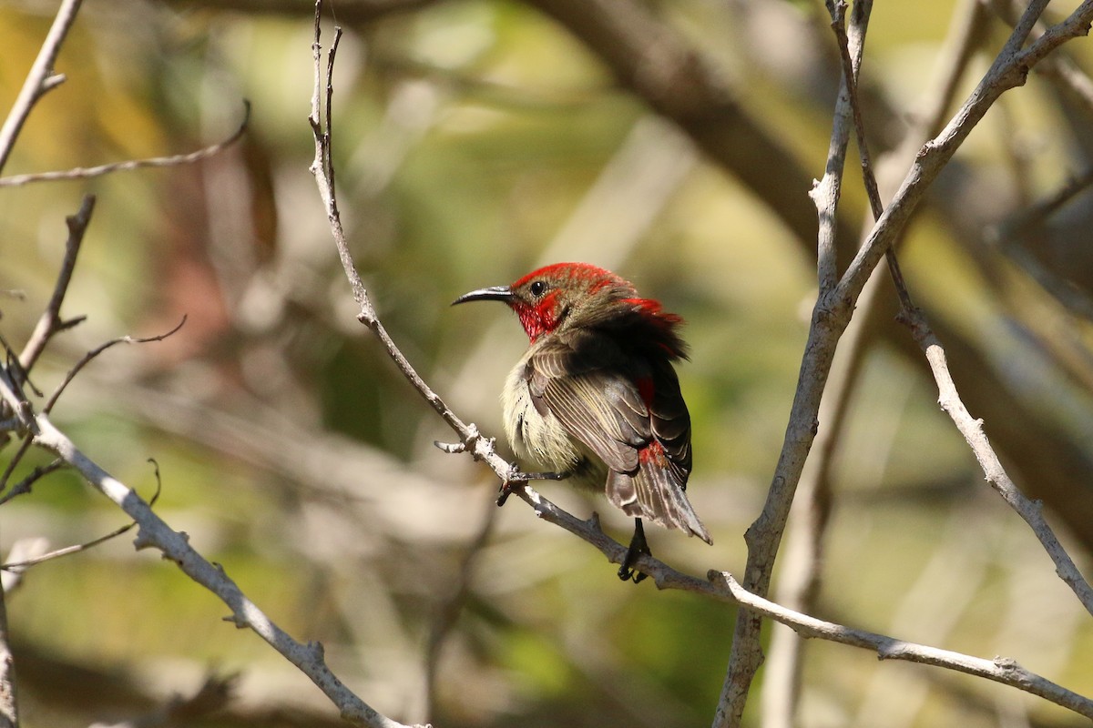Cardinal Myzomela - Tommy Pedersen