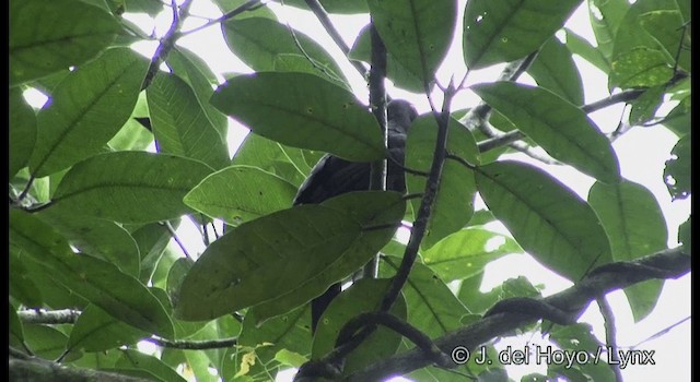 Crow Honeyeater - ML201322021