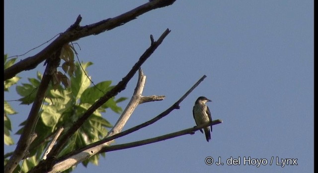 Singing Starling - ML201322031