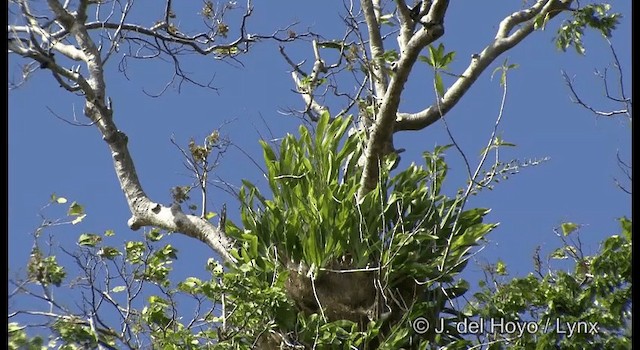 Singing Starling - ML201322041