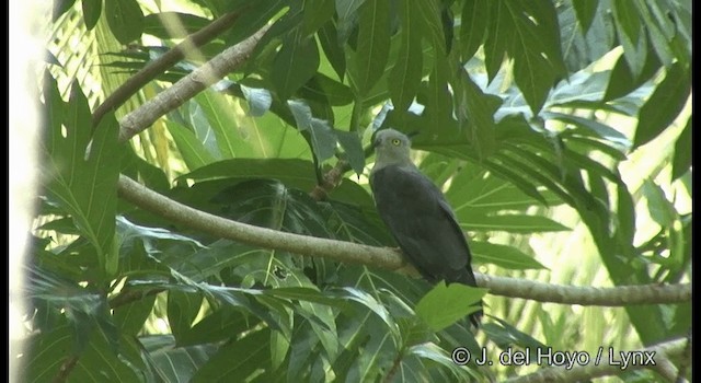 Pacific Baza - ML201322061