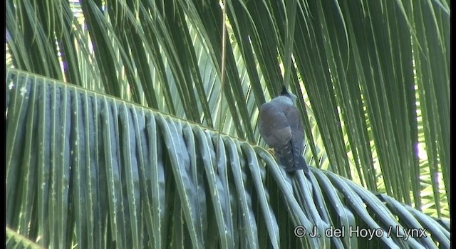 カンムリカッコウハヤブサ - ML201322071