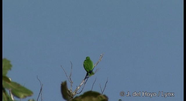 Papuan Eclectus - ML201322101