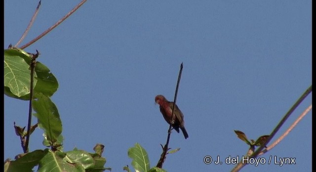 Kardinalhonigfresser [cardinalis-Gruppe] - ML201322141