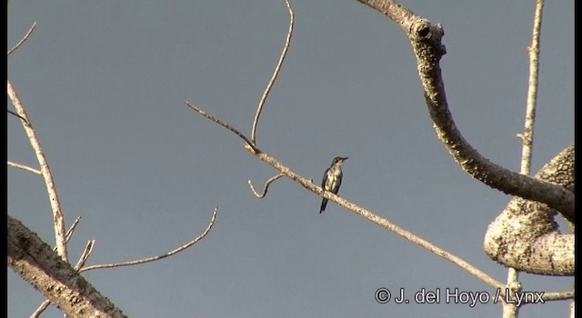 Metallic Starling (Metallic) - ML201322181