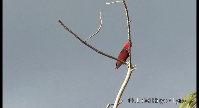 Loro Ecléctico de Nueva Guinea - ML201322241