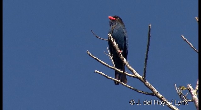 Dollarbird - ML201322251