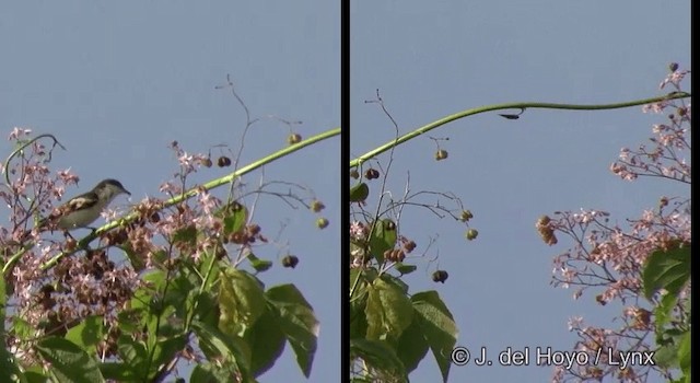 Long-tailed Triller - ML201322261