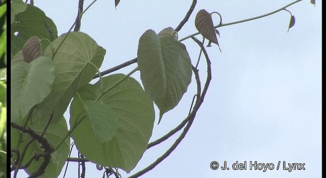 Монарх соломонський (підвид megarhynchus) - ML201322291
