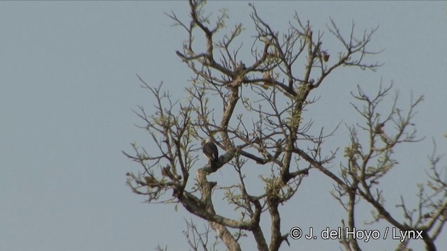 White-rumped Falcon - ML201322381