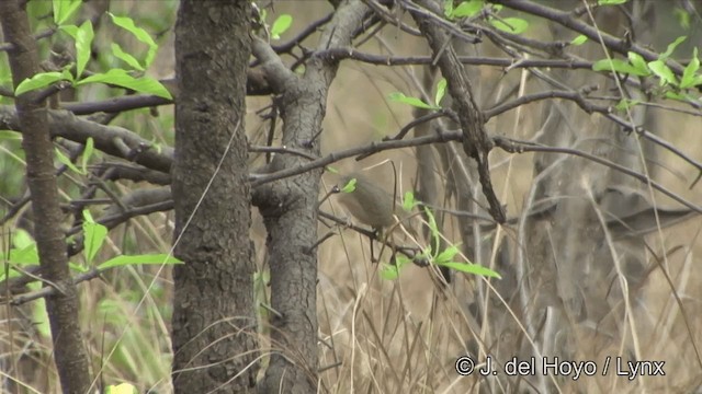 Brown Prinia - ML201322391