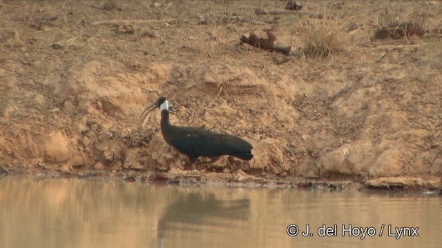 White-shouldered Ibis - ML201322411