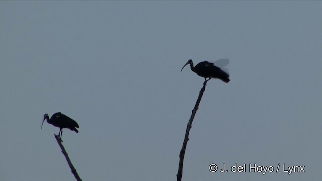 White-shouldered Ibis - ML201322421