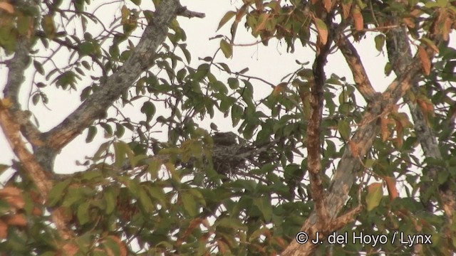 White-shouldered Ibis - ML201322431