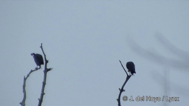 White-shouldered Ibis - ML201322441