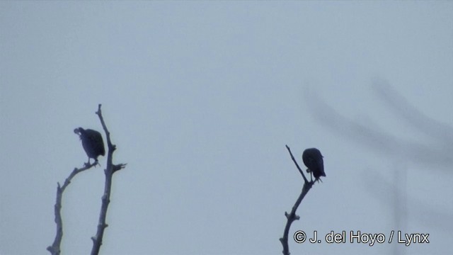 White-shouldered Ibis - ML201322441