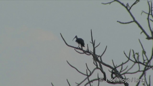 White-shouldered Ibis - ML201322451