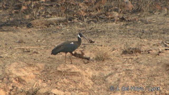 White-shouldered Ibis - ML201322461