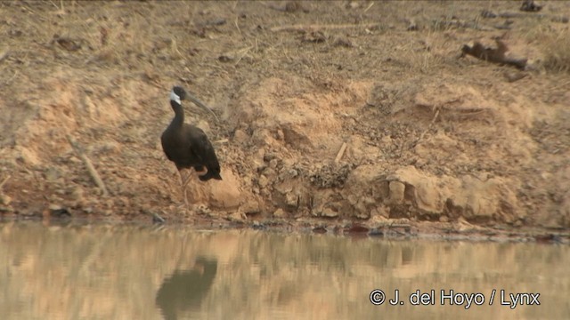 White-shouldered Ibis - ML201322471