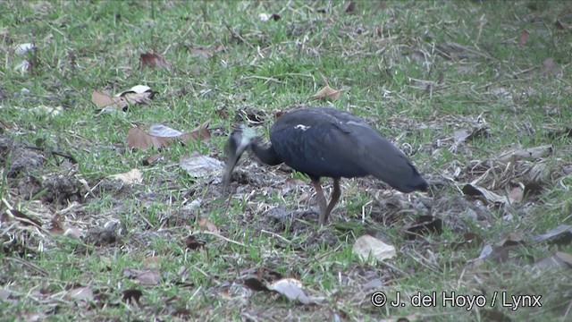 White-shouldered Ibis - ML201322481