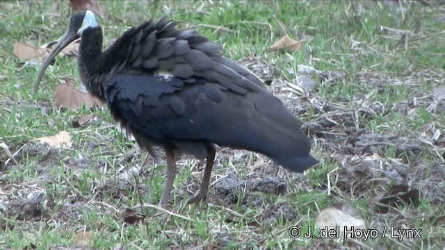 White-shouldered Ibis - ML201322491