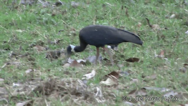 White-shouldered Ibis - ML201322501
