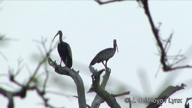 Riesenibis - ML201322511