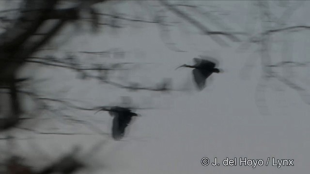 Giant Ibis - ML201322521