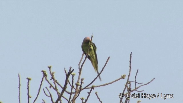Розовоголовый кольчатый попугай - ML201322541