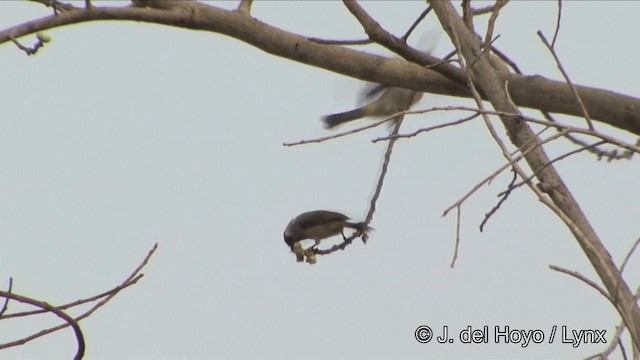 Sooty-headed Bulbul - ML201322561