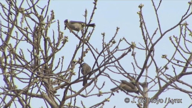 Bulbul cul-d'or - ML201322571