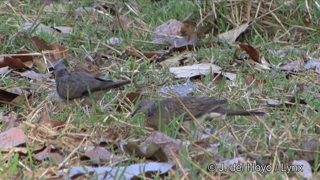 Spotted Dove (Eastern) - ML201322591