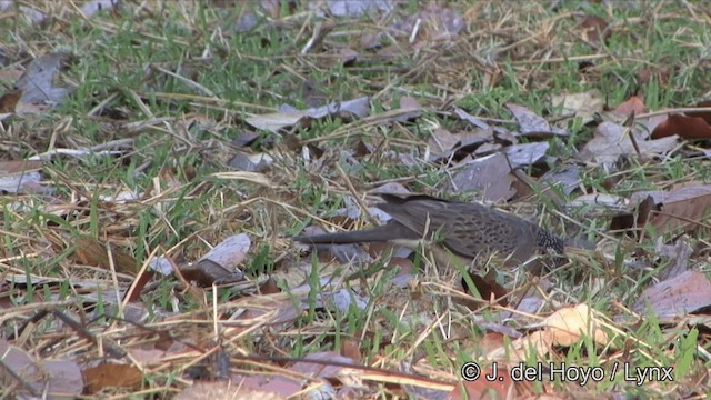 珠頸斑鳩(chinensis/tigrina) - ML201322601